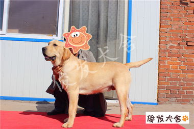 專業(yè)認(rèn)證，品質(zhì)之選 CKU認(rèn)證精品犬舍歡迎您