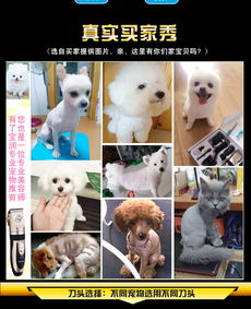 “寵物全運(yùn)會”新星 湯河店寵物剃毛器，打造泰迪靚麗新造型